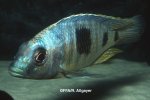 Othopharynx sp. Big Spot